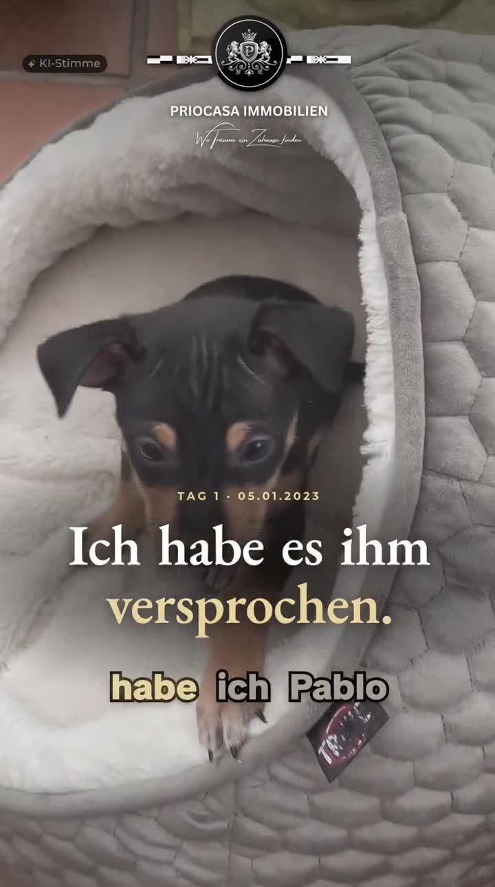 Instagram-Beitrag von PRIOCASA Immobilien vom 22. Oktober 2026: Ich habe es ihm versprochen. 🐾 Am 5. Januar 2023 kam Pablo zu mir – 7 Wochen alt, kaum…